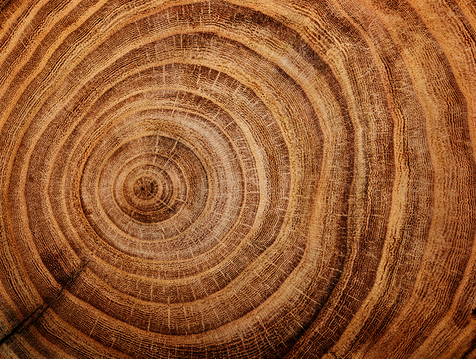 Rond de bois